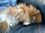 Pomeranian RIP Trikkie <3 2002 -2012