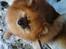 Pomeranian RIP Trikkie <3 2002 -2012