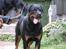 Rottweiler Bella *MIT ET & ALT* *R.I.P* 