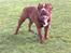 Renascence Bulldogge Charger Rip Sov godt skat. 