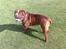 Renascence Bulldogge Charger Rip Sov godt skat. 
