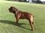 Renascence Bulldogge Charger Rip Sov godt skat. 