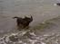 Labrador retriever lucky R.I.P )=