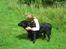 Labrador retriever lucky R.I.P )=