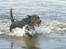 Labrador retriever Jack. R.I.P