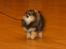 Pomeranian Chardame's Boo Boo
