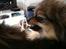 Pomeranian Chardame's Boo Boo - sur sur sur ... lille boo boo omkring :P