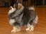 Pomeranian Chardame's Boo Boo