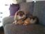 Pomeranian Chardame's Boo Boo - Boo Boo hygger i sofaen :)