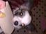 Chihuahua Pops