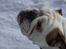 Engelsk bulldog Tinkerbell(grethe) (R.I.P)