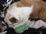 Engelsk bulldog Tinkerbell(grethe) (R.I.P)