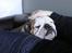 Engelsk bulldog Tinkerbell(grethe) (R.I.P)