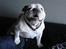 Engelsk bulldog Tinkerbell(grethe) (R.I.P)