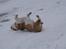 Engelsk bulldog Tinkerbell(grethe) (R.I.P)