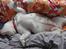 Engelsk bulldog Tinkerbell(grethe) (R.I.P)