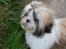 Shih tzu Gizmo