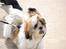 Shih tzu Gizmo