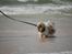 Shih tzu Gizmo