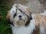 Shih tzu Gizmo