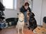 Labrador retriever Buddy - buddy s mor til venstre og hans far til højre 