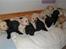 Labrador retriever Buddy - alle buddy 11 søskende 