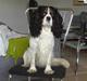 Cavalier king charles spaniel Sean