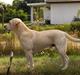 Labrador retriever Balder