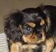 Cavalier king charles spaniel Lulu