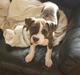 Amerikansk staffordshire terrier Mika .... Bor hos sin far