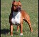 Amerikansk staffordshire terrier SBD Red Warrior - Dalton