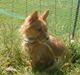 Chihuahua chico