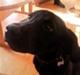 Labrador retriever Charlie