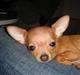 Chihuahua NIKO