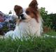 Papillon Victor/Vixen