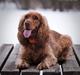 Cocker spaniel Mille