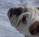 Engelsk bulldog Tinkerbell(grethe) (R.I.P)