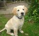 Golden retriever vidtso