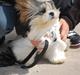 Shih tzu Gizmo