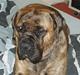 Boerboel Anasha Zenta