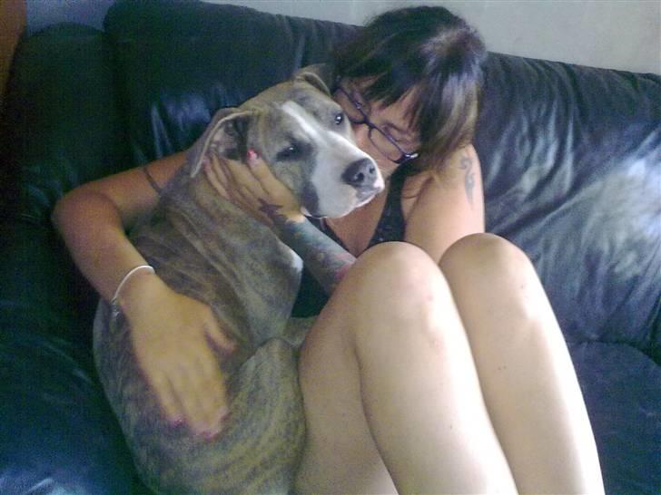 Amerikansk staffordshire terrier Bella - Mig og min Staffegiraf <3 billede 1