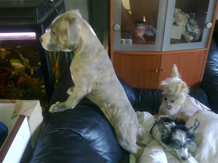 Amerikansk staffordshire terrier Bella - Skal lige se hvad der sker billede 2