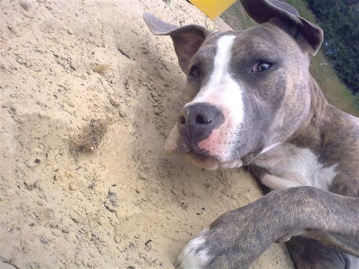 Amerikansk staffordshire terrier Bella - Hey hey hey der sir Bella billede 3