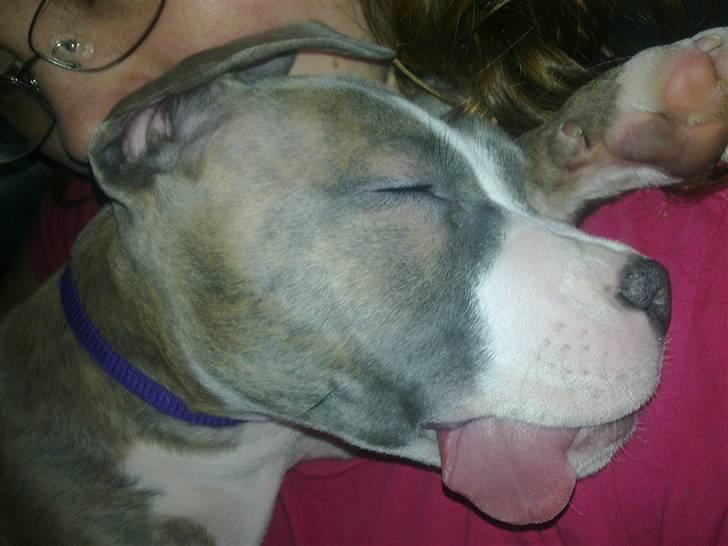 Amerikansk staffordshire terrier Bella - Ihh far.....skal du trække min tunge ud når jeg sover?? billede 4