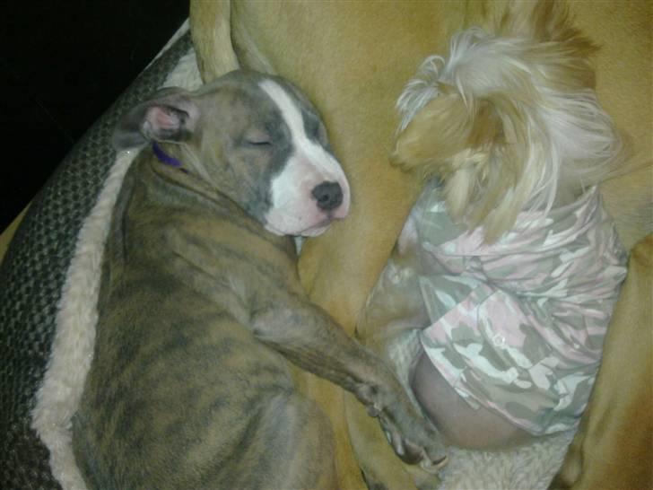 Amerikansk staffordshire terrier Bella - Putter med Lunse og Sovs (den store brune "pude") billede 5