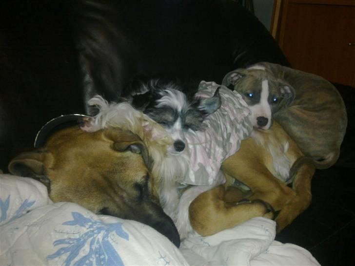 Amerikansk staffordshire terrier Bella - Putter med Sovs, Noi Noi og Lunse......rigtig hygge (sådan sover de rigtig tit) billede 6