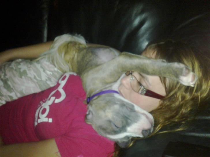 Amerikansk staffordshire terrier Bella - Faldt vist i søvn på "mor" billede 7