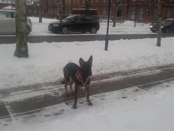 Schæferhund Tiwaz billede 11