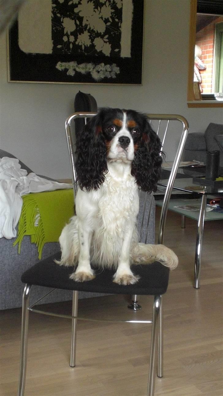Cavalier king charles spaniel Sean billede 1