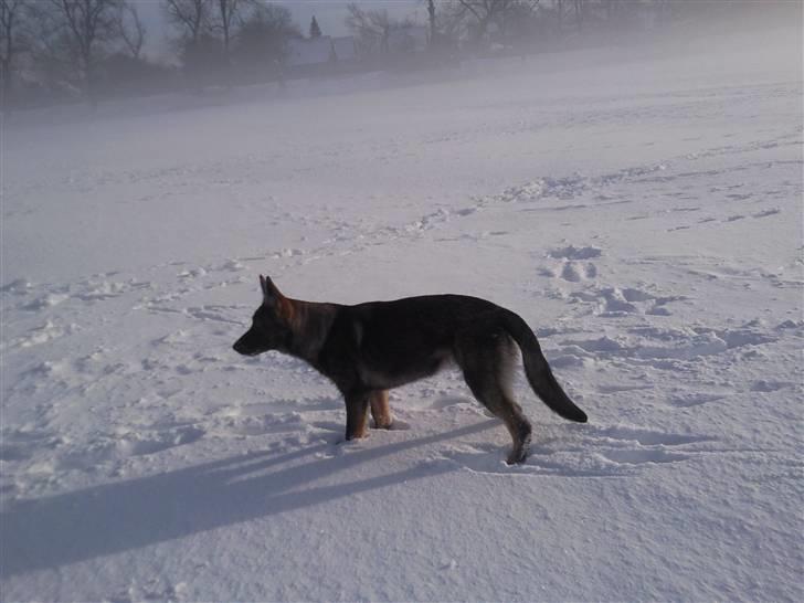 Schæferhund Tiwaz billede 12
